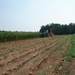 silage cutting