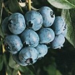 blueberry_powderblue_sm