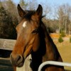 horse