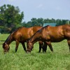 horses