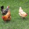 20130314_chickens