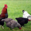 chickens