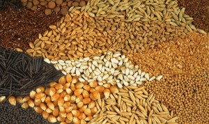 Cover photo for Small Grain Growers Be on the Lookout for Hessian Fly