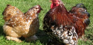Cover photo for Considerations When Showing Poultry