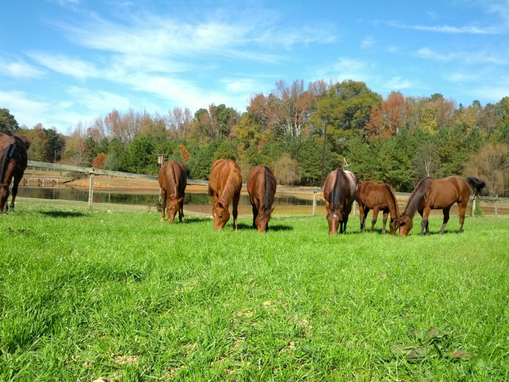 Horses in pasture