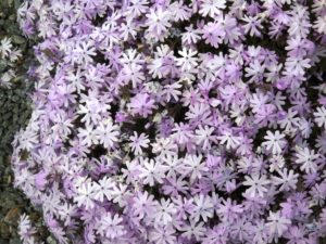 Cover photo for Alamance Gardener March 2018