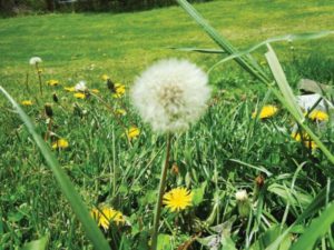 Cover photo for August 2018 Issue of Alamance Gardener