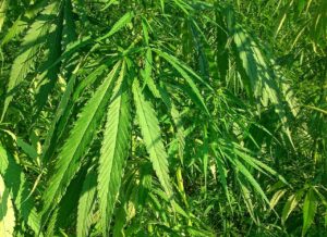 Cover photo for Industrial Hemp Interest Meeting
