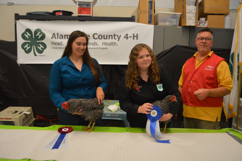 Barred Plymouth Rock Breed Class Winners