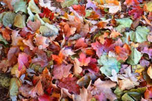 Cover photo for Alamance Gardener Nov. 2018