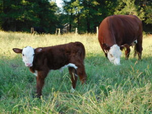 Beef cow and calf
