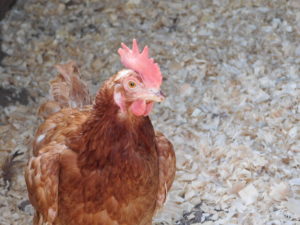 Cover photo for 2019 Lunch & Learn Series on Raising Chickens