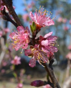 Cover photo for Alamance Gardener, February 2019