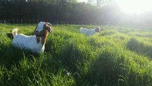 Cover photo for 2019 Piedmont Regional Goat and Sheep Conference