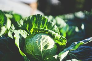 A cabbage growing lit by bright sunlight
