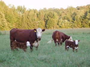 Cover photo for 2019 Beef Cattle Management Series