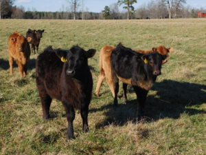 Beef Calves