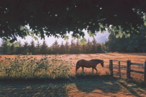Cover photo for Equine Internal Parasite Management Class