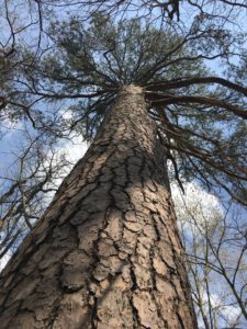 Loblolly Pine