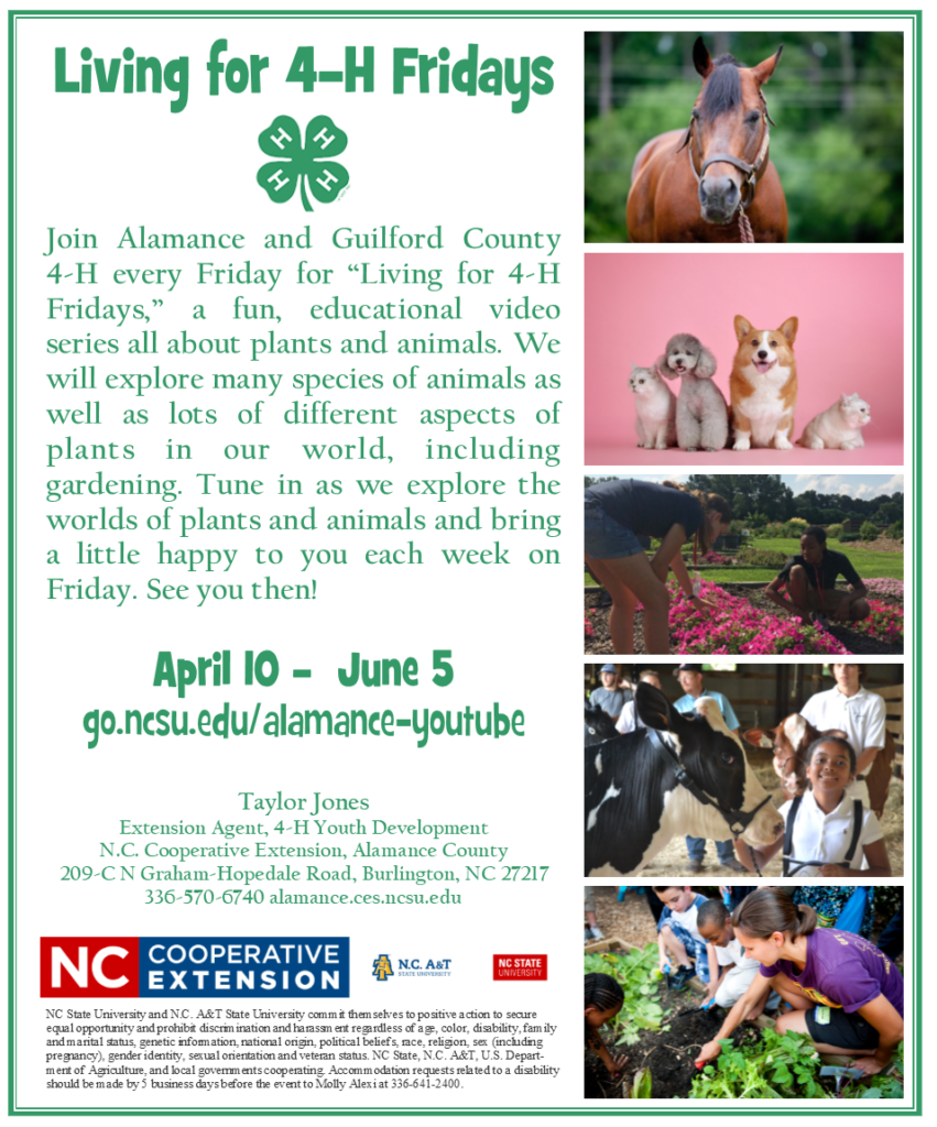 Living for 4-H Fridays flyer