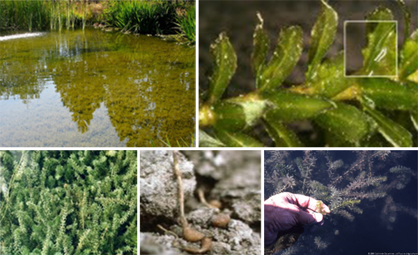 Different views of the pond weed Hydrilla