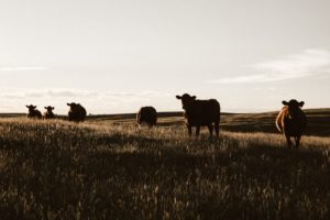 beef cattle in field