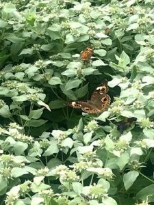 Cover photo for Alamance Gardener - July 2020