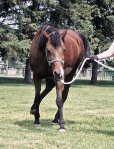 horse with rabies