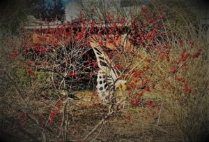 Cover photo for Alamance Gardener December 2020