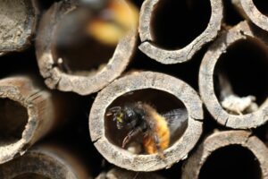 Bees inside stacked hollow reeds