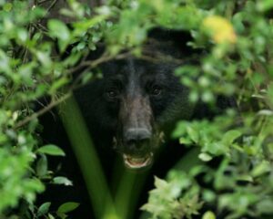 Black bear peeking through trees
