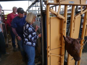 beef cattle training