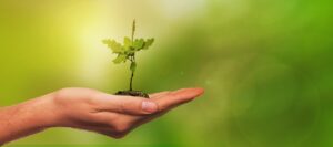 hand, small tree, growing