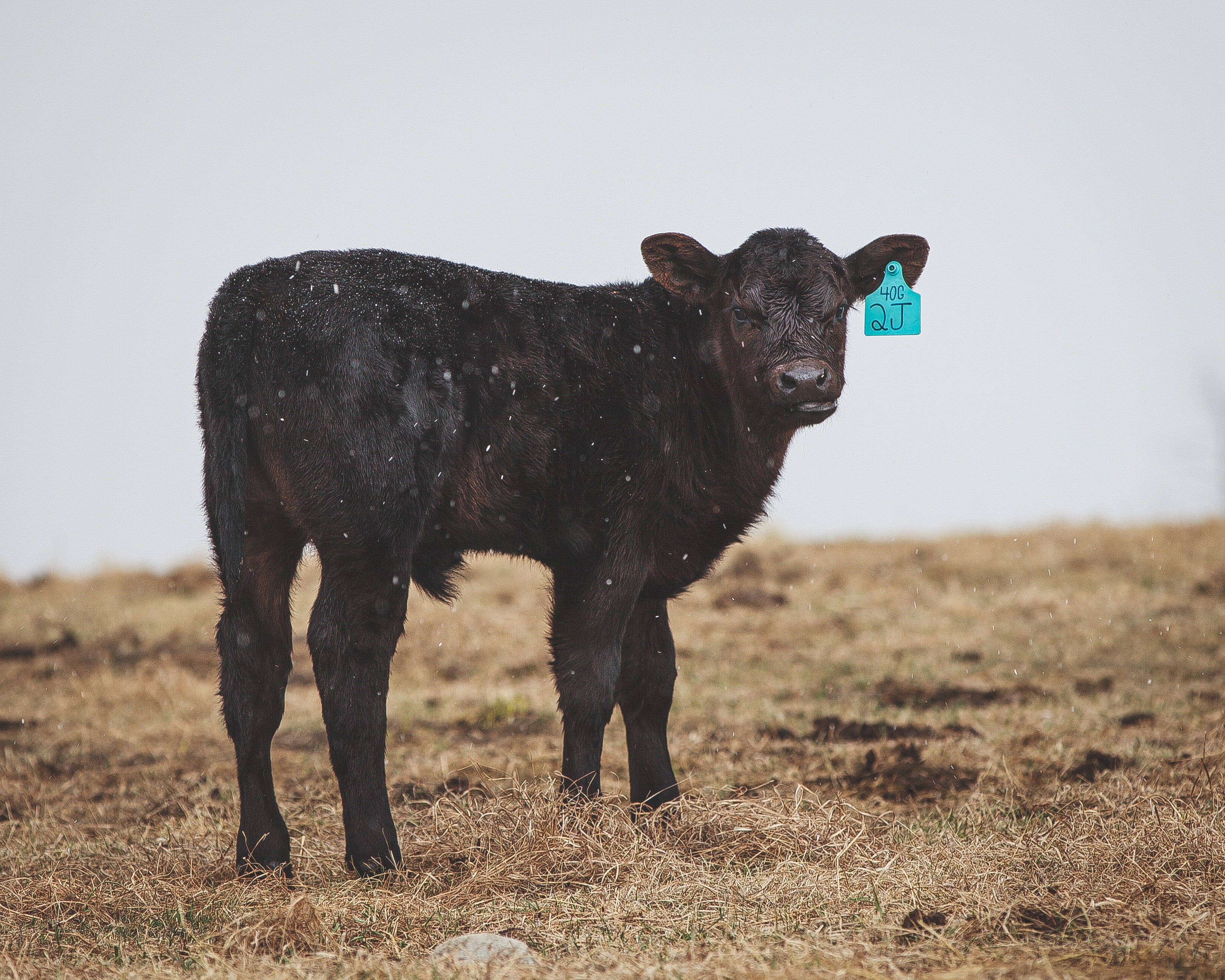 calf