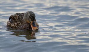 wild duck
