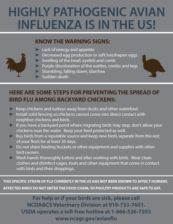 Bird Flu Information
