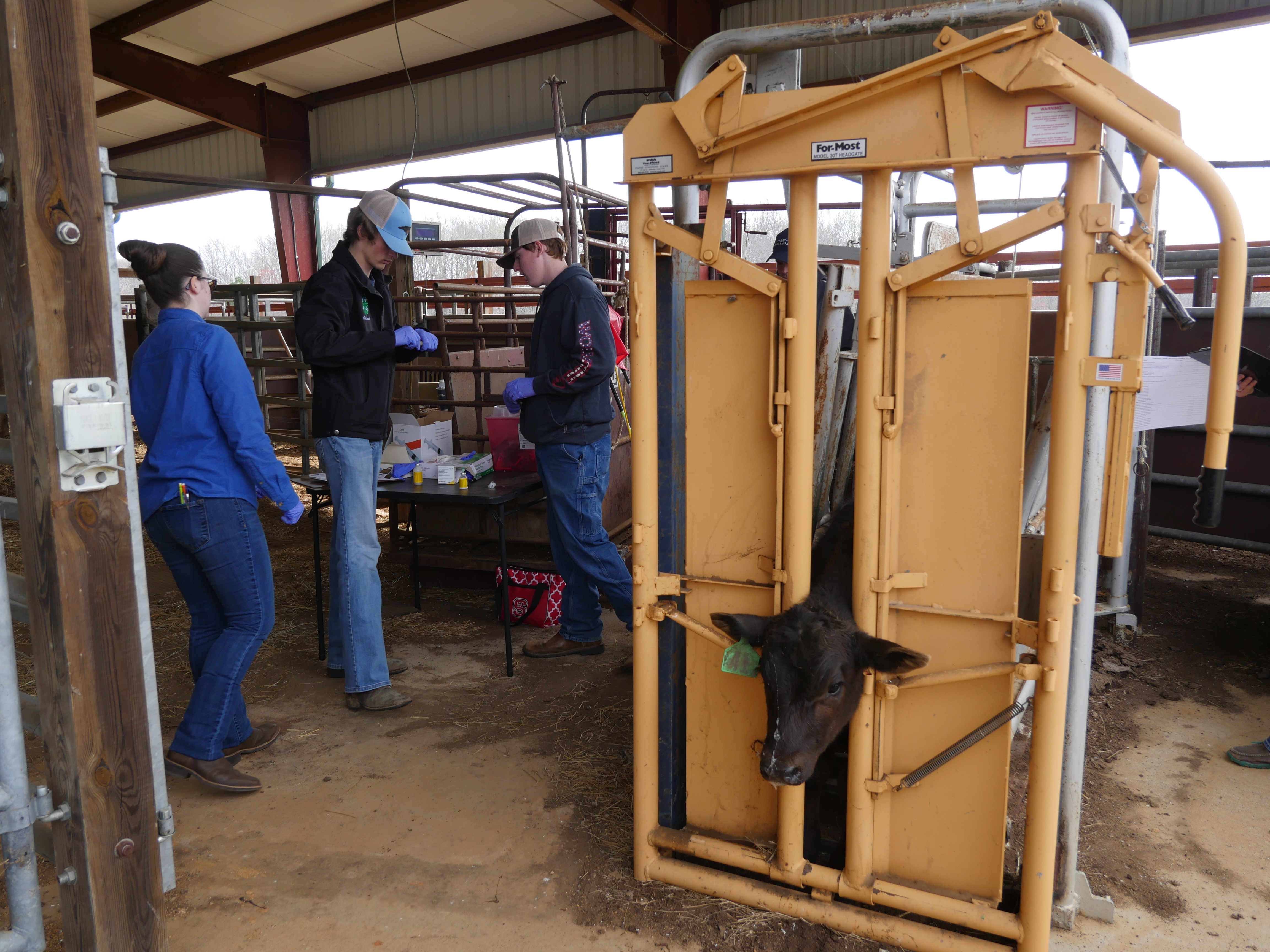 Youth Cattle Working Contest