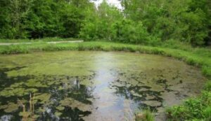 Cover photo for Green Film... Algae Bloom... What's on My Pond?