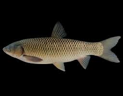 Picture of Triploid Grass Carp (Fish)