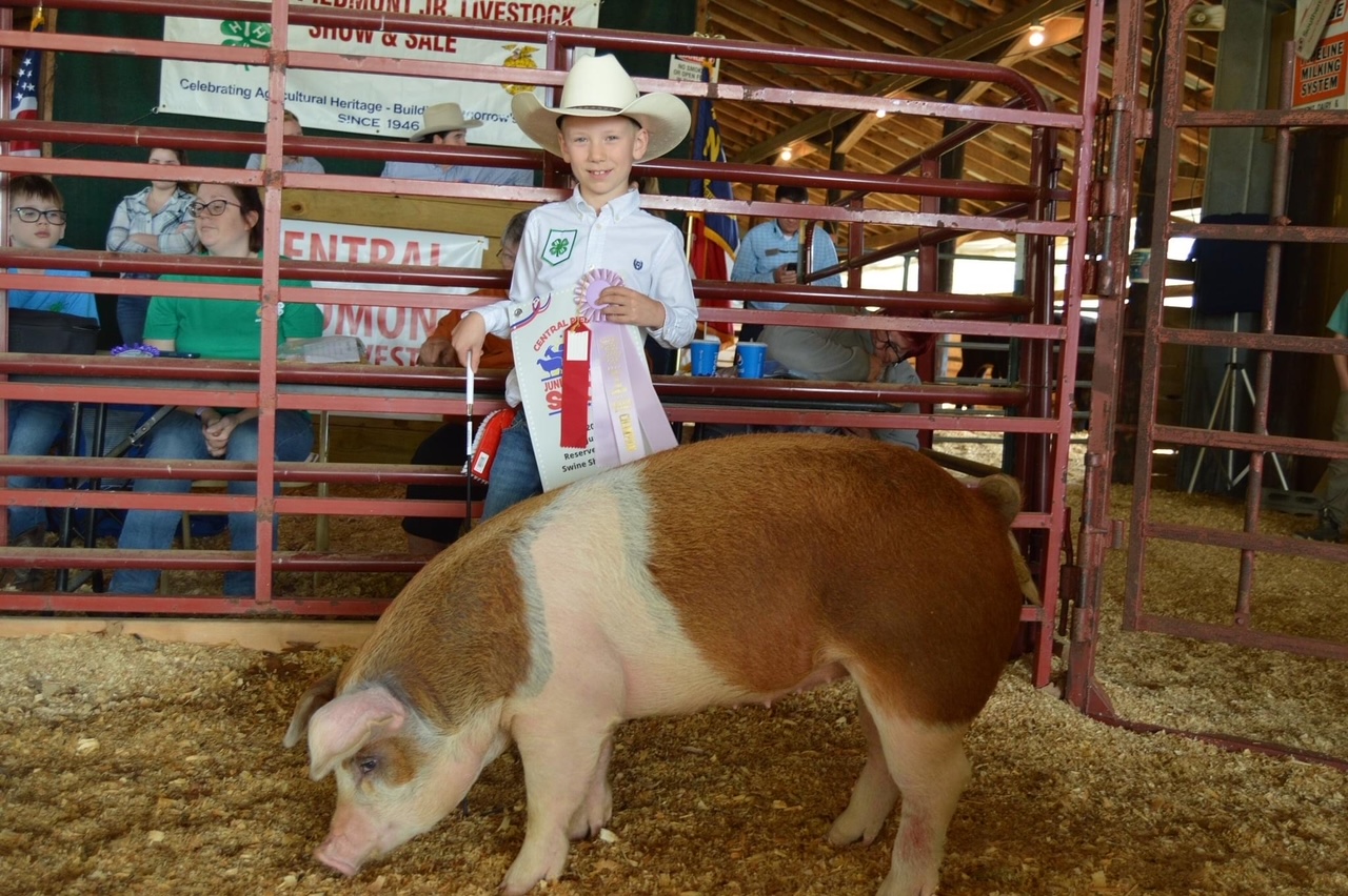 Youth showing pig