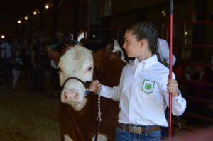 girl showing beef heifer