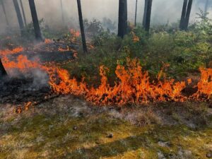 Cover photo for Prescribed Fire (Rx) in the Environment Interest Meeting