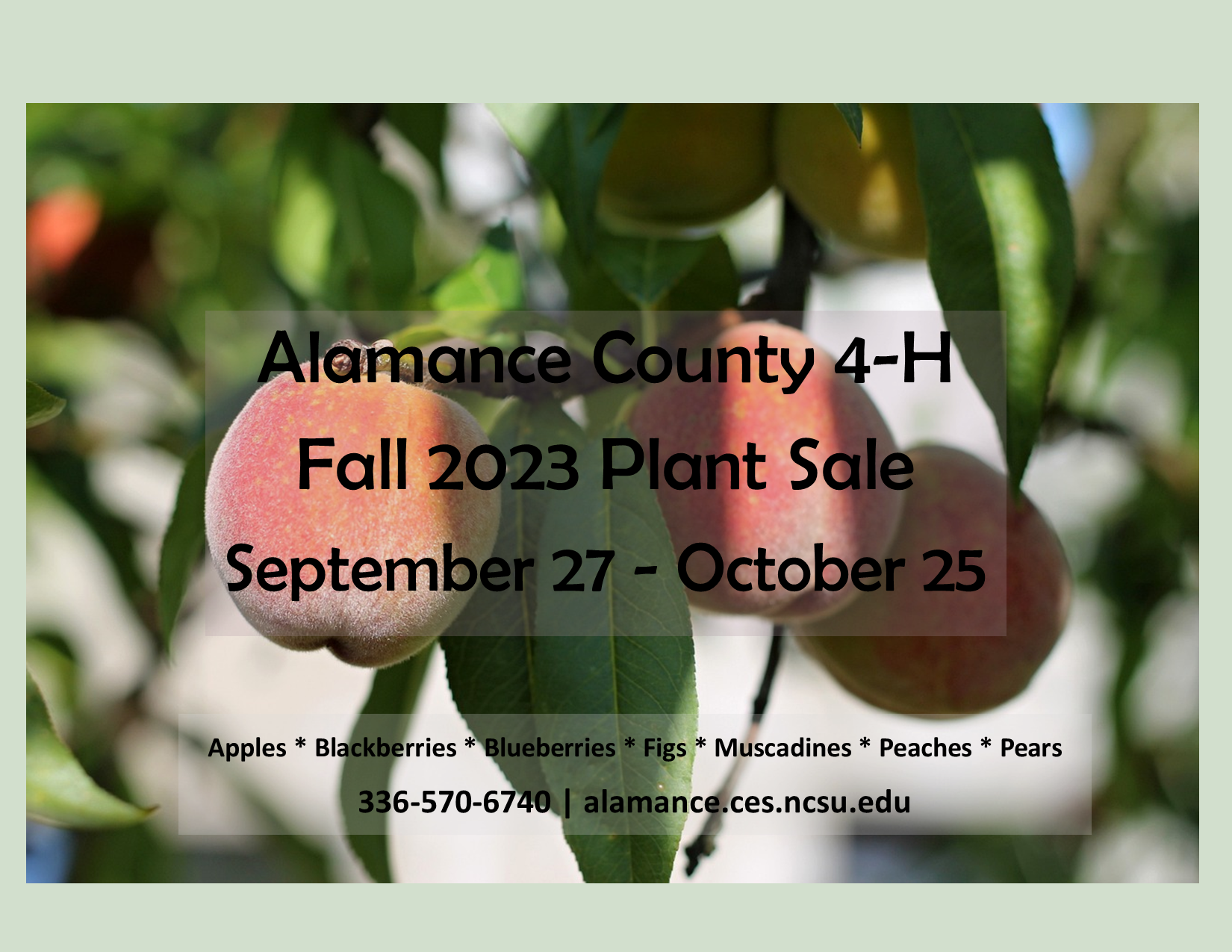 Flyer with Peaches on tree, dates of sale, plants being sold, contact info