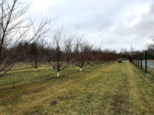 Cover photo for Tree Fruit Pruning Workshop