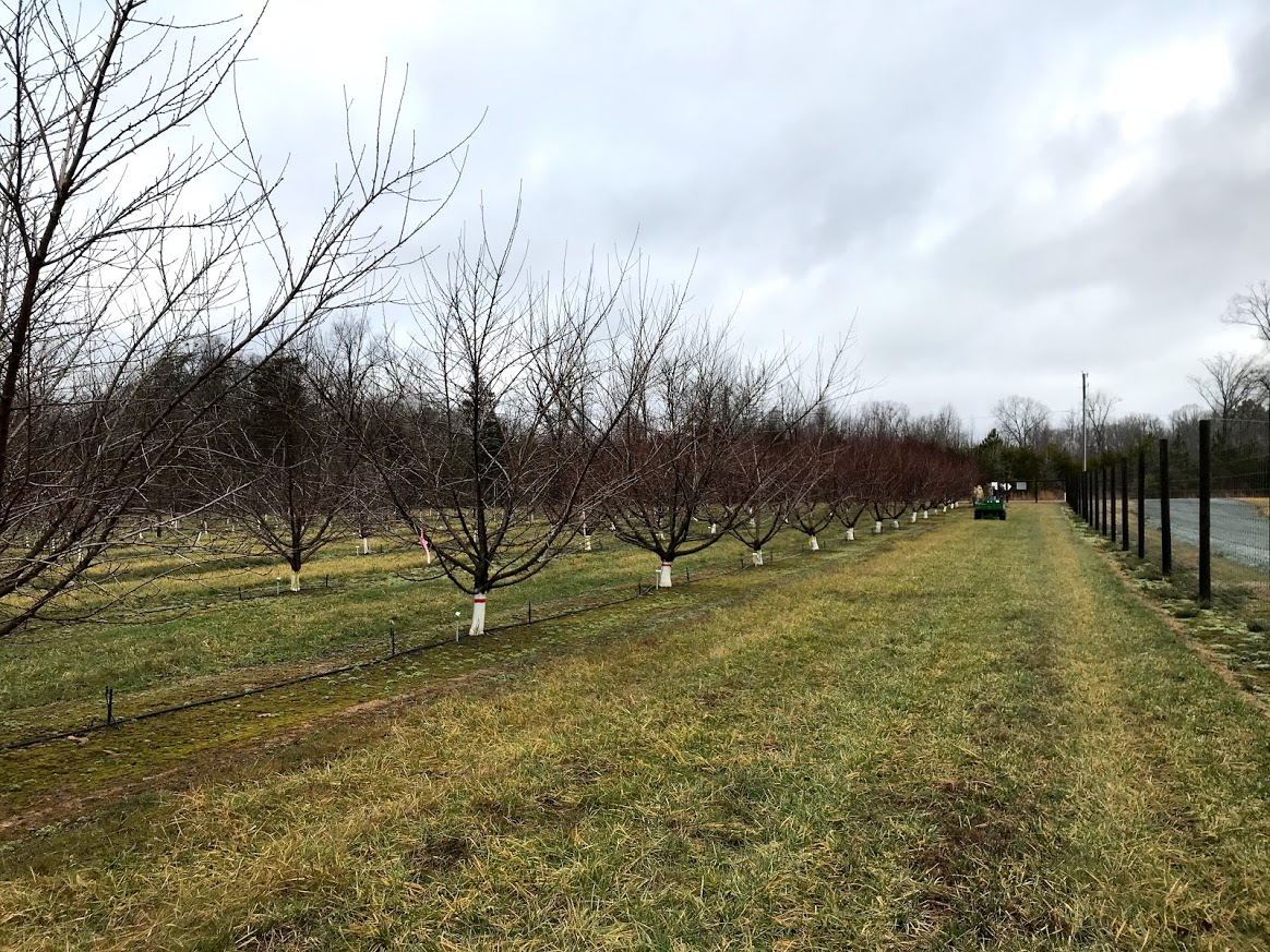 Picture of fruit trees in an orchard