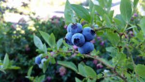 blueberry plant with fruit