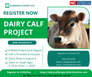 2024 Alamance County 4-H Dairy Calf Project