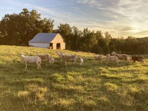 hair sheep in the sun