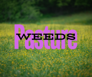 pasture weeds