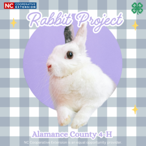 Cover photo for Alamance 4-H Rabbit Project